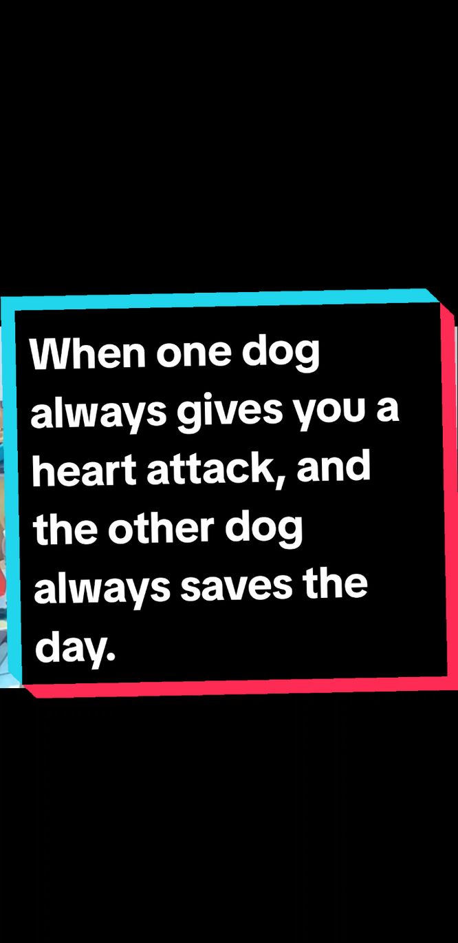 Close call on Shanelle but thank Pi Pi for saving the day. #foryou #pet #dog #petlovers #funny #entertainment 