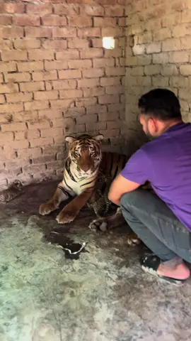 Tigress  with cubs #l#MashaAllah #faiziwildlifefarm #savewildlife #savethetigers #fazysheikh 