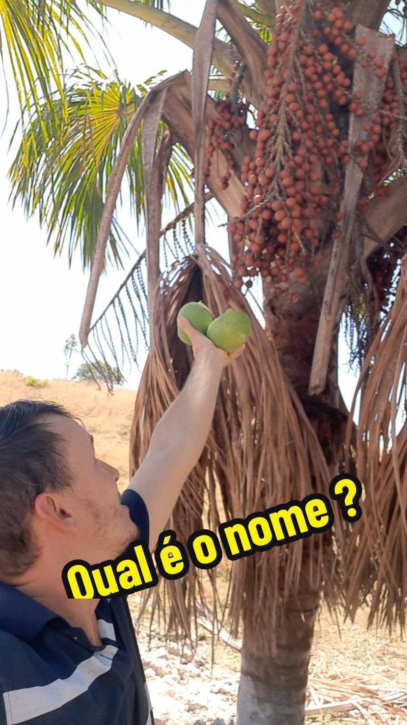 Que fruto e esse na sua região? #fruto #buriti  #Tocantins #vidanaroça  #bomdia  #Vlog 