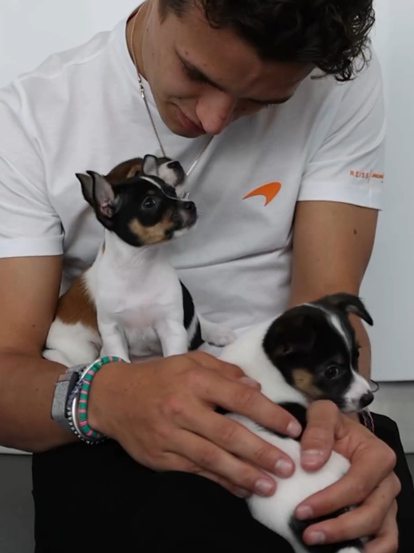 I tried to make this short, but I loved every bit of these two videos, so here's just some best bits ❤️ I can't make any type of edit cause I love hearing the gasps 🤭 #lando #landonorris #dogsoftiktok #dogs #quadrant #f1 #formula1 #In4 #battersea #Love #puppy #puppylove #puppies 