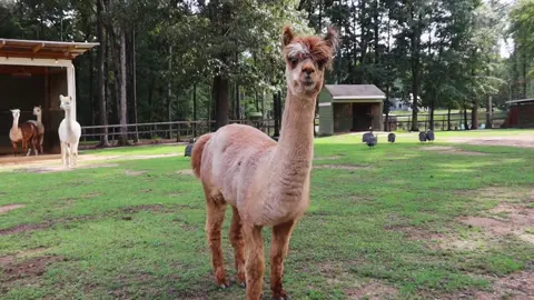 Link in the bio! 15% off any new bookings for this month only! #fyp #southcarolina #airbnb #babygoats 