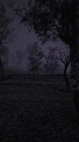 #forest #quiet #scary #vibess #fypシ゚ #nightcore 