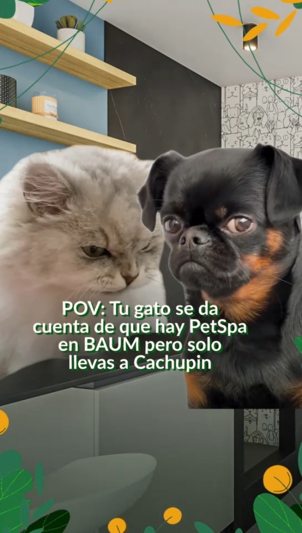 Nosotros lo sabemos, tú lo sabes… ¡Y tu gato también! 😅Será el lugar favorito para tu compañero de cuatro patas ¡Guau 🐾! El nuevo Edificio Baum La Florida 🌱no sólo viene full equipado para ti, sino que tiene espacios comunes pensados para ellos 🤗 Disfruta como si vivieras en un hotel junto a Cachupin Ventas: Av. Américo Vespucio 6608, La Florida #Departamentos #Vivienda #Inversión #LaFlorida