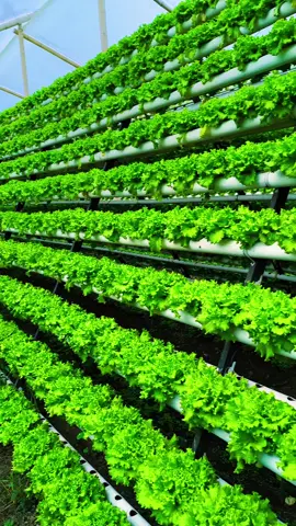 #cultivos #hydroponik #sistemahidroponico #hidroponiacolombia #invernadero #plantashidroponicas @agrotonomy 