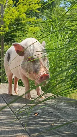 ASMR grass eating #littlepig #pigoftheday #minipigsoftiktok #capecodhog #capecod #piggies #pigs #minipiggy #piggies #pigs #minipig #littlepiggy #mini #minipiglife #pig 