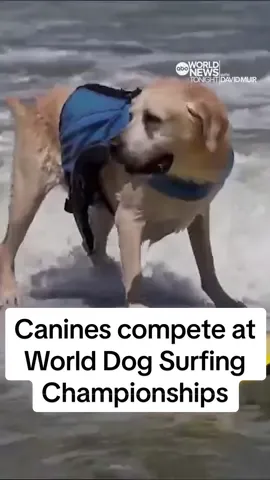 Intrepid #canines caught waves on the #California coast in the World Dog Surfing Championships. Linsey Davis has the story. #WorldNewsTonight #news #abcnews #dog #dogsoftiktok #surf #beach 