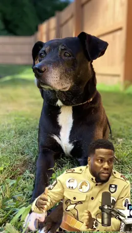 Our body guard ☺️  Actual cujo in real life. Not joking.   #MemeCut #Meme #memestiktok #guarddog 