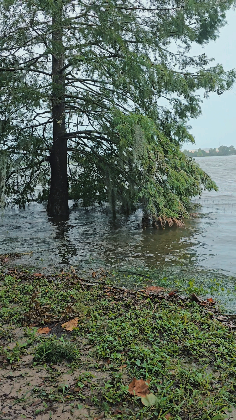 Lakes flooding out in central Florida #hurricane #hurricanedebby #naturaldisaster #lake #flashflood #storm 