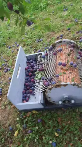 Ever tried this garden hack to pick plums for your tuica? This simple tool makes it so much easier! What’s your favorite hack for harvesting fruit? Tag a friend who needs to see this and let us know in the comments! @Calin 🎥 #fyp #foryou #gardeninghacks #fruitharvest #tuica #gardenlife #DIY
