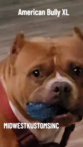 King being King #fy #fypage #fypage #americanbully #xl #bully #mans #bestfriend  #playing #with #my #dog #therapy #ptsd #ptsdawareness 