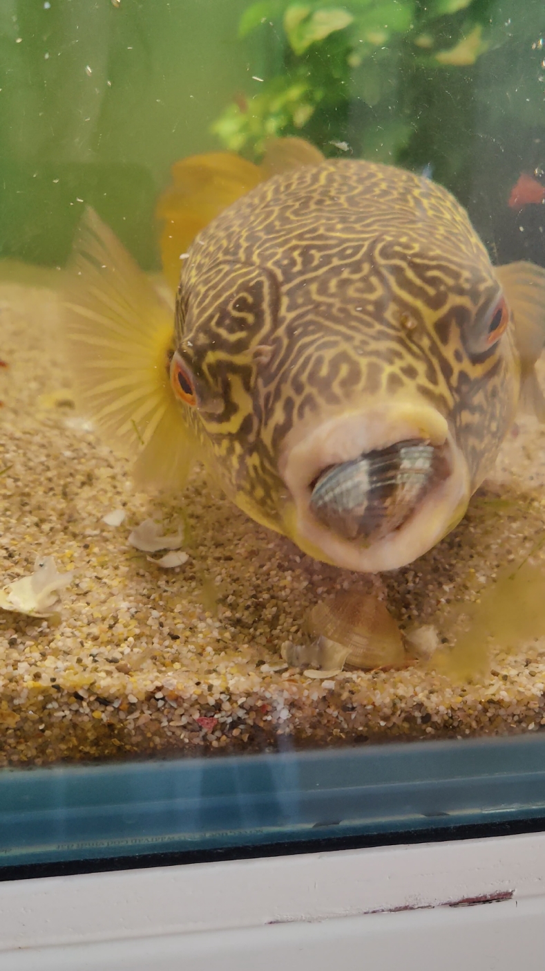 Barry ASMR with cockles 🦪 #barrythepufferfish #mbupuffer #tetraodonmbu #bigboy #pufferfish #freshwaterpufferfish #aquarium #asmr #mukbang 