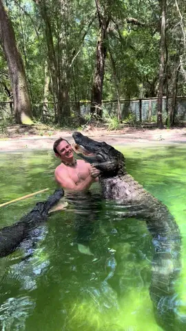 Swimming with two gators! Multitasking! As I try to work with Big Mac, Bella keeps coming knocking to try to take a bite out of me, she’s persistent!!😂 As I work with the gators and get them to understand the new social hierarchy with me, they’re going to continuously try to test me, and even the “half hearted” attempts to bite are in fact real exploratory bites and if they come in contact they will rapidly go from slow to full power and death roll in a moment. This is where I remind people that I have been working with gators over 20yrs and I make it look easy and I have fun living my dreams here, but make no mistake it is very dangerous and never try anything from my videos!!  If you would like to donate to the care of the sanctuary animals, we greatly appreciate any support!! You can make a tax deductible donations directly through our website bellowingacres.org  #Fox #animaleducation  #FennecFox #Rescue #AnimalRescue #AnimalSanctuary #ExoticAnimals #Animals #Animals #Mammal #CuteAnimals #educational #coati #coatimundi  #cavy #patagoniancavy #emu #pig #VietnamesePotbellyPig #RescuePig  #emu     #Gator #Alligator #crocmonitor #crocodile #nilecroc #nilecrocodile         