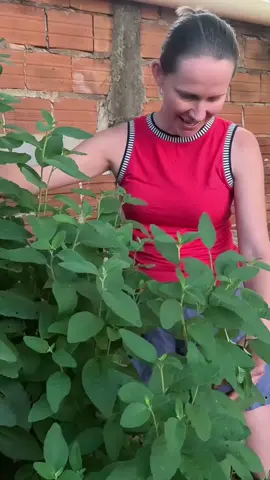 Conheça a Erva Baleeira, uma planta medicinal que nasce espontaneamente no litoral de todo Brasil. A Erva Baleeira vem sendo utilizada na medicina popular por longa data como anti-inflamatória nos tratamentos de artrite e reumatismo, e atualmente esse saber popular já foi validado pela ciência. #tiktok #tiktokbrasil #horta #bomdia #brasil #garden #deus #plantas #huerta #plants 