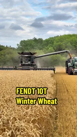 FENDT 10T Idealdrive combine harvester in a field of winter wheat at Germany Farms with Fendt and Valtra tractoes carting #harvest2024 #wheatharvest #britishfarming #farmtok