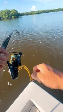 In the Everglades fishing for tarpon and snook and caught this super nice baby goliath grouper on the 4inch ghost swimbait and the 1/2oz crystal eye jig head hook. The link is in my bio! Charter capt: @Capt.slade send him a DM for info on a trip like this one. #urbanfloridafishing #southfloridafishing #fishingvideos #evergladesfishing #strykerswimbaits #snookfishing #goliathgrouperfishing #tarpinfishing