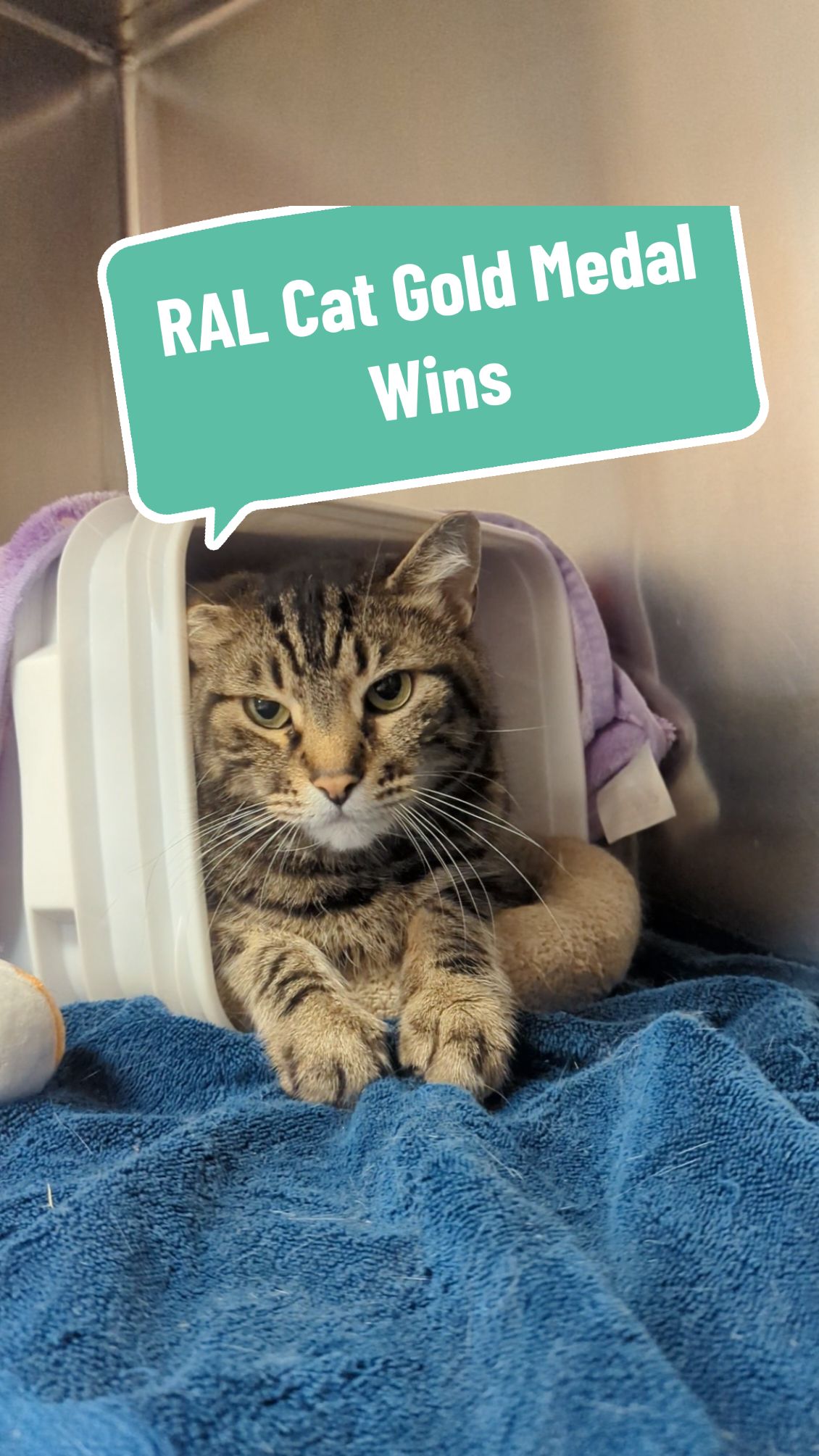 They really are quite impressive, and you could have one of these winning athletes in your home! #richmondanimalleague #adoptacat #catolympics #olympics #sheltercats #2024olympics 