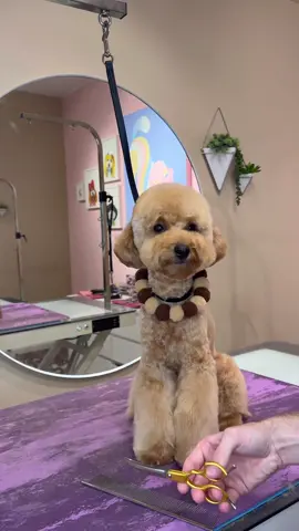 Professional sleeper #dogs #doggrooming #dogsbylogan #cutedogs