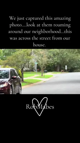 🎀 North Carolina country living 🩷 Deer sighting in our neighborhood…how amazing. So different from living in Arizona. I love it here! #fyp #creatorsearchinsights #roadto10k #discord #positivevibes #tiktok #tiktokshop #naturelove #sahmsoftiktok #workingmom #coffeetiktok #sunsetlover #allthethings #countrycomfort