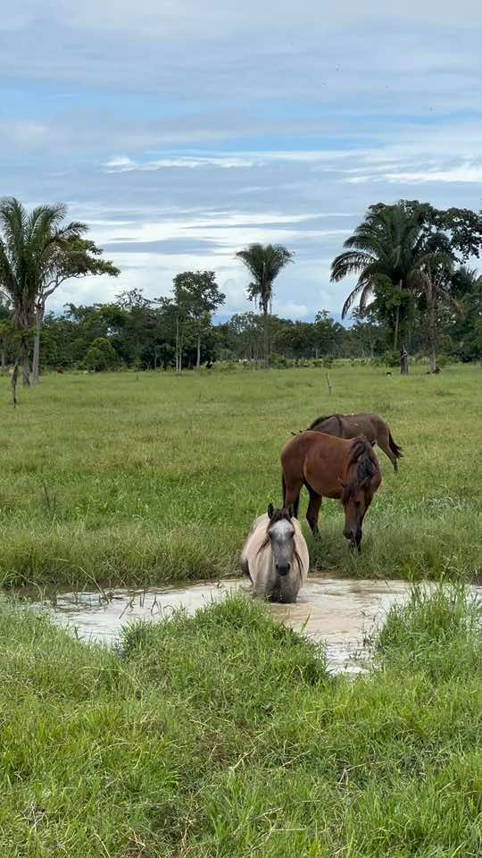 #llanosorientales #llanocolombiano #llanos #virallllllllllllllllllllllllll #jorgeguerrero #llanolindo🌴🏇🐴☀️🌴 #joropoparaelmundo #caballos #caballoscriolloscolombianos @El Guerrero Jorge oficial 