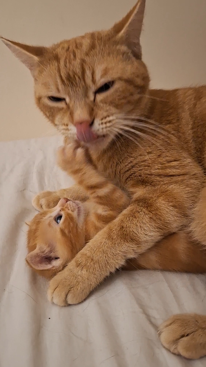 #playingkitten #funnykittenmoments #funnyvideos #funnykitty #babyginger #bubbles #Mysheslavsky #gingercat #goodmorningcat #catsoftiktok #catsofbrighton #catsofbritain #caramel 