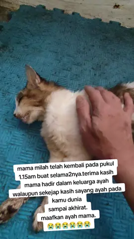 mama milah maafkan ayah 😭😭😭😭 #fypシ #fypシ゚viral #pecintakucing #pecintakucingmalaysia #pecintakucingkampung #pencintakucinghadir #foryourpage #fpy_tiktok #kucinglucu 