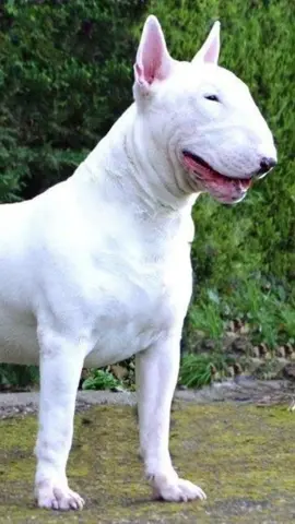 Tudo sobre o Bull terrier  #bullterrier #brasil #paravoce #animais #pets #animais #foryou #flypシ 