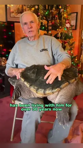 Grandfather’s turtle raised by him #foryou #animals #healing #tiktok #turtle 