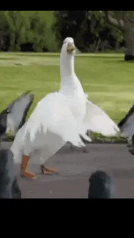 Duck Jam | #Dance #Duck #ducktales #Tipsy