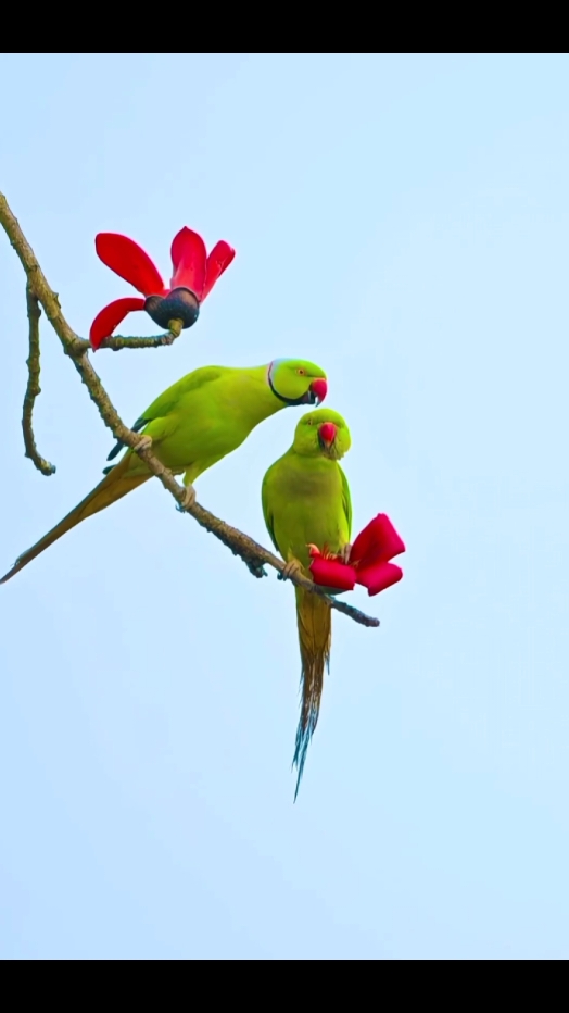 Wildlife Parrots Beauty 😍#gaandaporbirds #Fyp #fypage #fypシ゚viral #fyppppppppppppppppppppppp #100millionaudition #viral #foryoupage #parrotsoftiktok #birdshobby #Parrots 