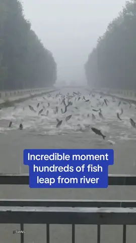 This wild phenomenon is believed to begin with just one fish jumping out after being panicked by the rain, then all the fish next to them copy them and jump as well. Another proposed cause is the fish leap from the water due to the lack of oxygen in the river after heavy rain. 🎥 SWNS #fish #news #river #rain #weather #china #video 