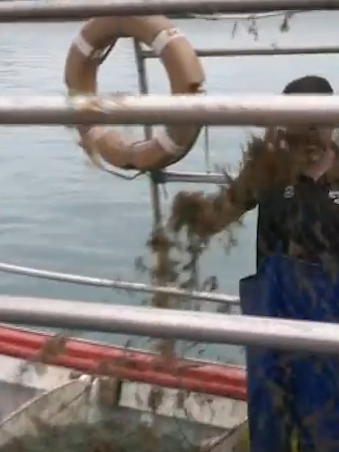 Las algas inundan Cádiz provocando la ruina de los pescadores #noticiastiktok #noticias #news