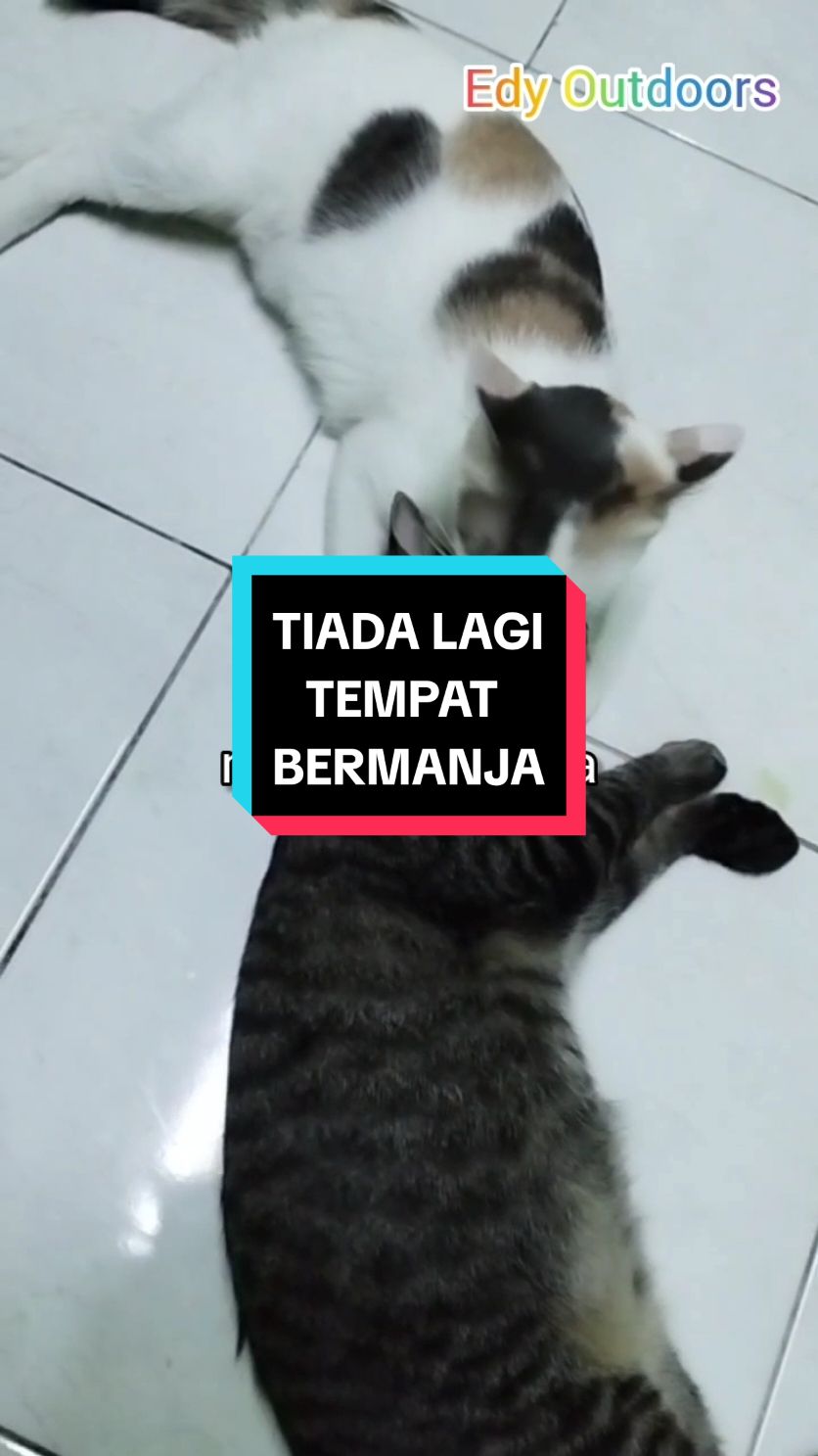 Replying to @shankdxebec Megat sangat terkesan sbb sekelip mata je kehilangan kakak kesayangan.  Chantiq tempat Megat bermanja selepas kehilangan ibu, abg kedua dan kematian Mia.. #KucingHilang #StrayCat #KeluargaBulus #Megat #Chantiq #Kucing #RawatKucingSakit #BuatYangTermampuJe #EdyOutdoors #Sedekah 