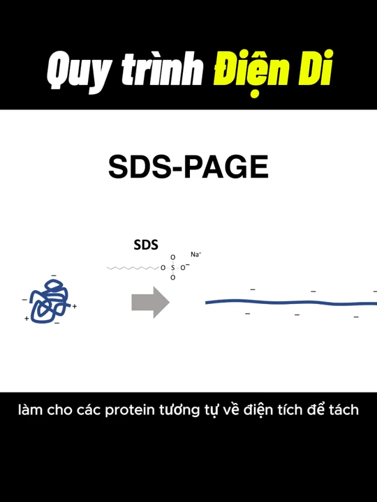 Quy trình điện di gel hay còn gọi là SDS-PAGE (Điện di gel polyacrylamide natri dodecyl sulfat) được sử dụng để phân tách protein trong mẫu theo trọng lượng phân tử của chúng. SDS liên kết với protein tuyến tính và che giấu điện tích tự nhiên. 1,4 g SDS liên kết với mỗi 1g protein, do đó tất cả các protein đều có tỷ lệ khối lượng trên điện tích gần như tương tự nhau. Sau khi thực hiện SDS-PAGE, gel thường được sử dụng để phân tích Western Blot để xác nhận sự hiện diện của một loại protein cụ thể cần quan tâm.