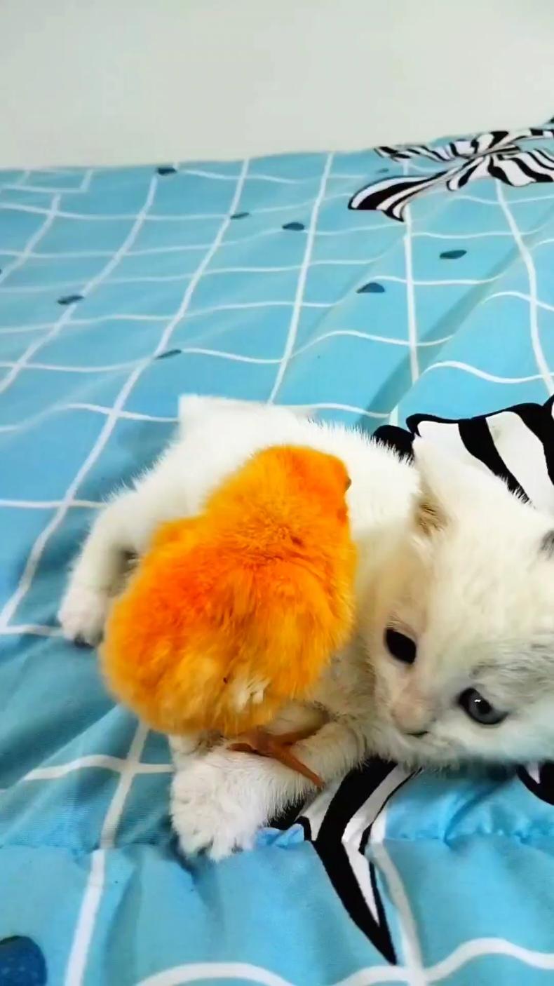 kitten and chick funny #funny_kitten_and_chick #funny_cat_and_chick #Cat_and_chick_very_funny  #funny_kitten_whit_chicks  #kittensoftiktok #funnyvideos  #funny_kitten #cat_funny_video #cute_kitten_whit_chick   #Cat_and_chick_cute #cute_kitten_whit_chicks  #cutevideos #cute_cat #cute_kitten #cat_cute_video  #sound_chicks #cute_animals  #funny_animals