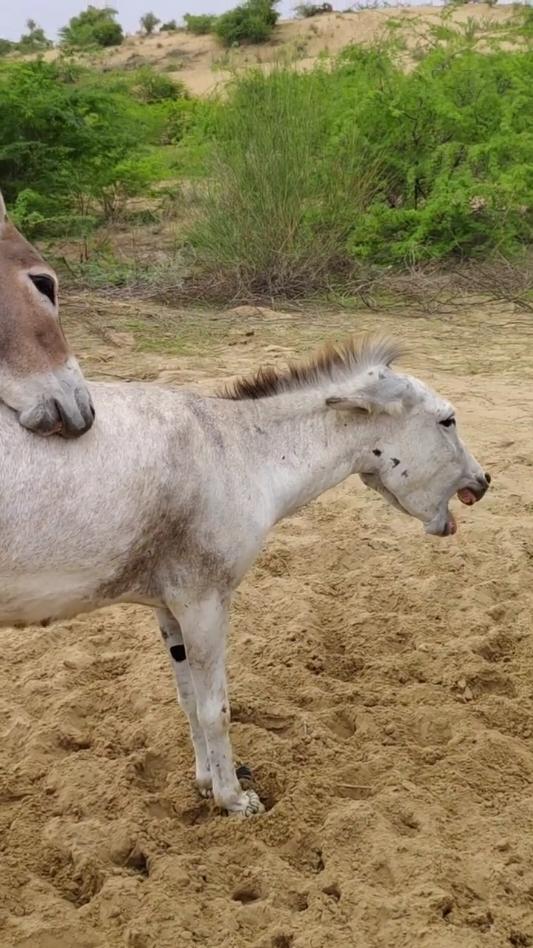 @Dekho Tu Jano #animalsoftiktok #matingdance #horsesoftiktok #animalshelter #donkeybarbar #animals #donkeysoftiktok 