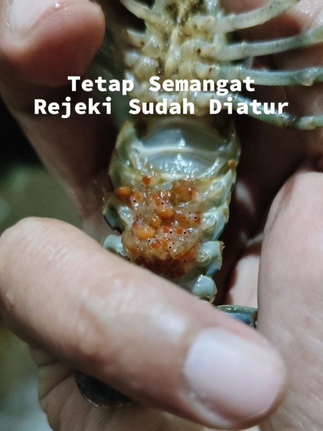 #petaniindonesia🇮🇩🇮🇩🇮🇩🌿🌿 #lobsterindonesia #fypシ゚viral 