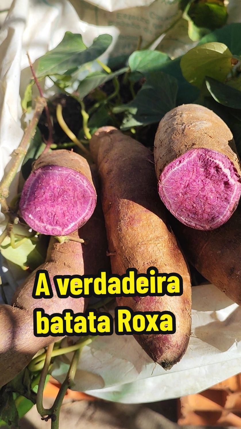 A verdeira batata roxa  #viralvideos #viral #jardinagem #natureza #fy #fyp 