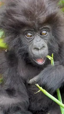 He's a determined little gorilla! 🤗 🦍 Ukwiyunga’s firstborn is doing well within the group. In this video, watch her attempt to eat solid foods.