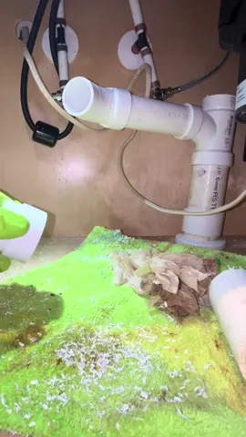 Hooking up a Kitchen Sink Drain #plumbing #plumber #plumbproud #plumblife #plumbersoftiktok #kitchen #KitchenHacks #kitchensink #sinkdrain #drain #draingang #plumbingrepair #plumbingtok #DIY #fyp #foryou #serviceplumber #theconservativeplumber 