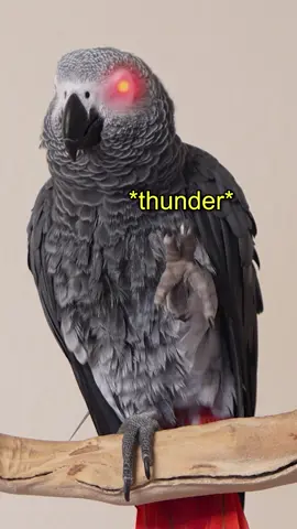 Apollo the Silly Bird 🦜 #talkingparrot #africangrey #parrotsoftiktok #amazinganimals #funny #silly #funnyanimals 