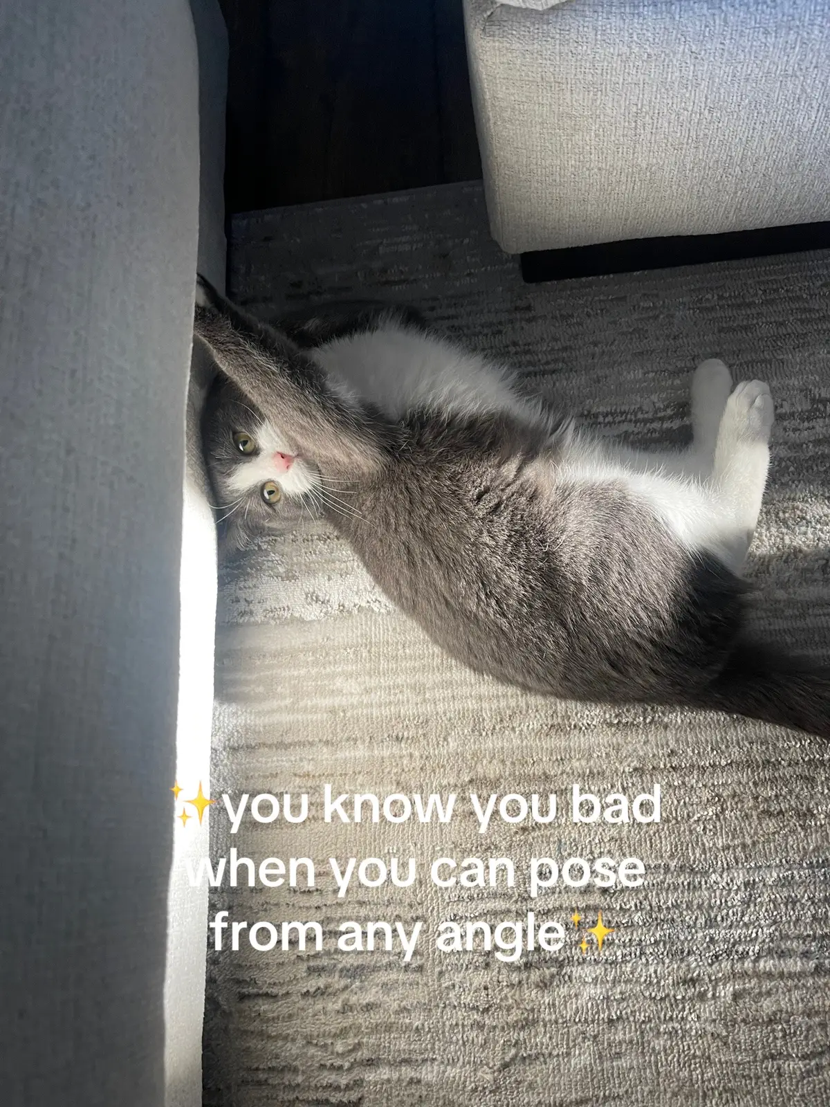 She’s the baddest #catsoftiktok #cats #fyp 