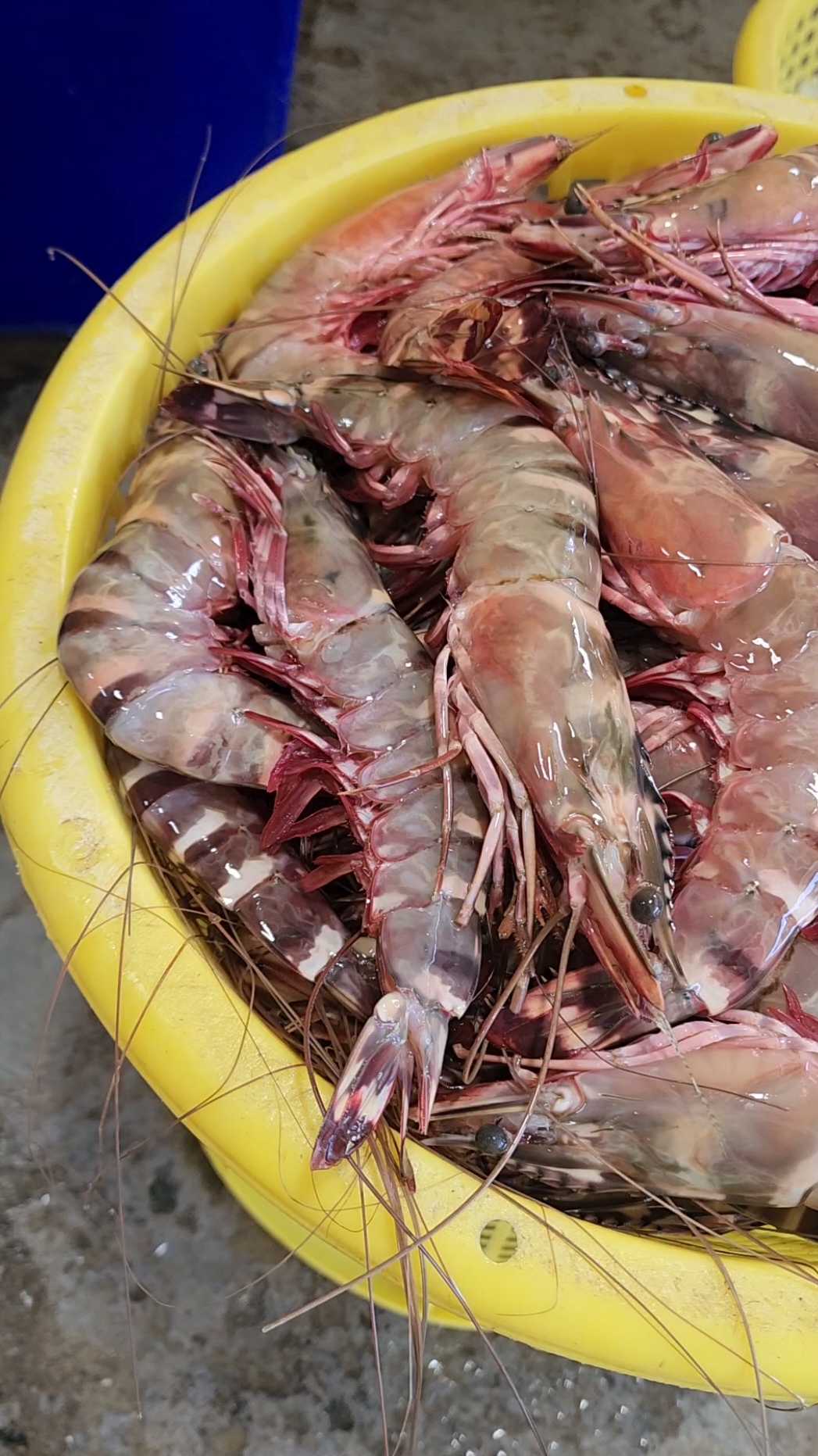 กุ้งลายเสือไซส์จัมโบ้ราคาส่ง ส่งตรงจากแพ #เทรนด์วันนี้ #กระแสมาแรง #กุ้งลายเสือ #กุ้งลายเสือยักษ์ #อาหารทะเล 