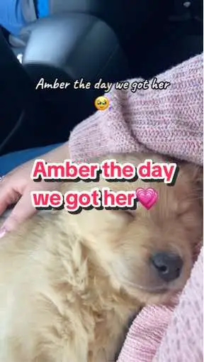 #amber #puppy #dog #golden #goldenretriever #goldenretrieverlife #goldenretrieverpuppy #goldenretrievers #goldenretrieversoftiktok #goldenretrieverlove #puppytok #puppies #puppylove #puppydog #puppylife #puppytraining #puppiesoftiktok #puppiesofinstagram #puppiesonly #funny #funnyanimals #funnydogs #funnypuppies #funnyvideo #funnymoments #dogsofttiktok #canipetthatdog #thatsjustmybabydog #doggy #doggydaycare #doggylove #doggylover #ireland #lake #como #cameraroll #camerarolldump #holiday #holidays #vacation #vacations #vacationoutfits #holidayoutfit #travel #traveltiktok #travellife #traveltips #traveltipsandhacks #travelbucketlist #travelling #travelhacks #travelcreator #Summer #summervibes #nails #nailinspo #nailart #summernails 