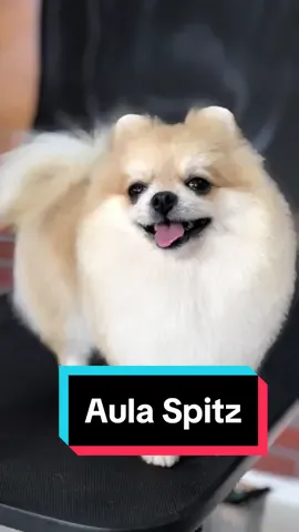 Aluna arrasou na tosa comercial em em Spiz! #luludaporemania #spitzalemao #tosaursinho🐻 #tosador 