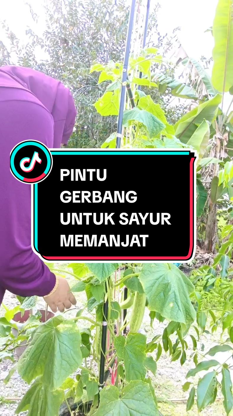 Replying to @sodikinkamat1  Alhamdulillah.kederat perempuan mana larat Nak bertunang bagi. guna besi Ni SENANG.kemas pun ya. #gengkebun #sihatitunikmat #nonegetivenergy #suasanadikampung 