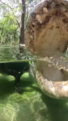 Bella and Big Mac trying to eat my gopro dome 😂. Check out how well Big Mac’s jaw underside is healing from when he was hit by a car! Healing up great!! Also notice his teeth, some are stained brown by the water and mud he lived in before when he was in the wild a few months ago, and some new bright white ones!! Gators and crocs shed and regrow their teeth, cycling through several thousand in a lifetime. ~~ Our rescue gators are wild caught nuisance gators that would’ve otherwise been destroyed. The state of Florida destroys 8,000 “nuisance” gators annually, but we don’t have a nuisance gators problem but rather a nuisance HUMAN problem. 1k people a day move to FL, unsustainably developing the land, and a lot of ignorant people making a nuisance out of themselves. NEVER feed a wild gator, never have kids or pets near the water, and never swim in gator habitat! If you would like to donate to the care of the sanctuary animals, we greatly appreciate any support!! You can make a tax deductible donations directly through our website bellowingacres.org #Fox #animaleducation  #FennecFox #Rescue #AnimalRescue #AnimalSanctuary #ExoticAnimals #Animals #Animals #Mammal #CuteAnimals #educational #coati #coatimundi  #cavy #patagoniancavy #emu #pig #VietnamesePotbellyPig #RescuePig  #emu    #Gator #Alligator #crocmonitor #crocodile #nilecroc #nilecrocodile 