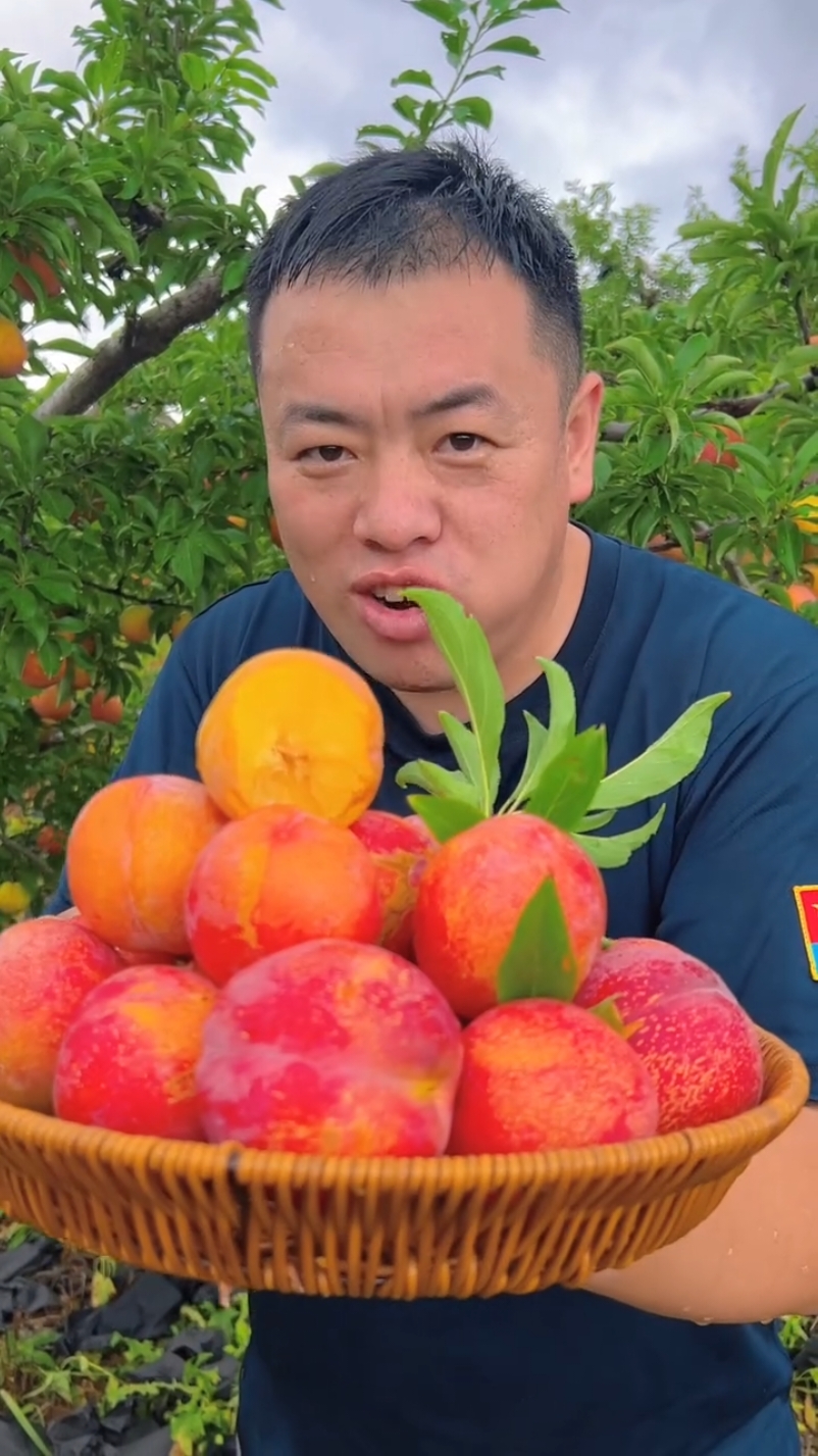 Plum fruit harvest in beautiful garden #harvest #fresh #natural #fruits #plum 