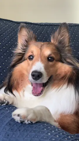 watch my sweet boy fight the sleepies. 🌙 #sheltie #naptime #souldog #ifheeverpassesawayiwillnotbewell #fyp 