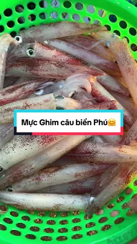 Mực Ghim câu biển Phú Yên, ngày nào cũng tươi ngon nha cả nhà🤗