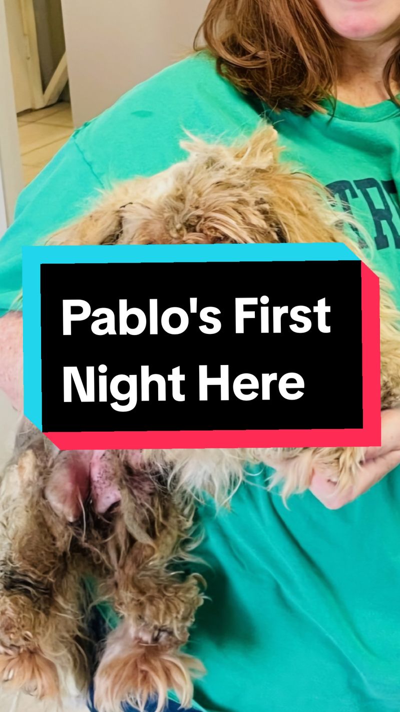 Best days are yet to come little one!  Pablo's first night here after 5 days at the vet for treatment.  Amazing transformation and before and after.  #bestdays  #beforeandafter  #animalsanctuary #fostermom  #rescueddogs #seniordog #olddogs #shihtzu 